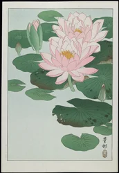 Seerose, 1930er Jahre